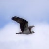 Osprey in Flight